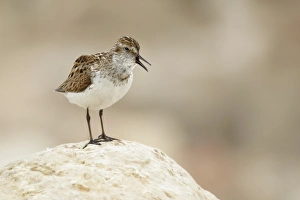 Semipalmated Sandpiper (Calidris pusilla) adult, breeding plumage, calling, standing on rock, Nunavut, Canada, July