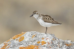 Semipalmated Sandpiper (Calidris pusilla) adult, breeding plumage, calling, standing on rock, Nunavut, Canada, July