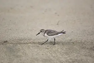 Lesser Antilles Prints: Semipalmated Sandpiper (Calidris pusilla) immature