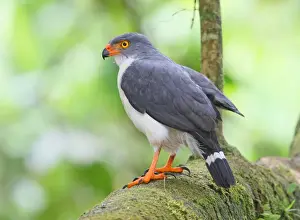 Semiplumbeous Hawk (Leucopternis semiplumbeus) adult, perched on branch in tree, Costa Rica, february