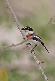 West Africa Prints: Senegal Batis (Batis senegalensis) adult female