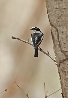 West Africa Prints: Senegal Batis (Batis senegalensis) adult male, perched on twig, Mole N. P. Ghana, February