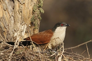 Gambia Prints: Senegal Coucal (Centropus senegalensis) adult, perched on twigs in tree, Gambia, january