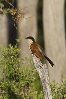 Senegal Coucal near Kwara Camp Botswana