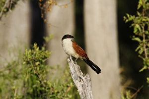 Senegal Coucal near Kwara Camp Botswana