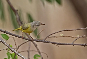 Warblers Prints: Senegal Eremomela (Eremomela pusilla) adult, perched on twig, Mole N. P. Ghana, February