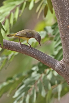Senegal Eremomela (Eremomela pusilla) adult, foraging, perched on branch, Mole N. P. Ghana, February