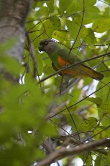 Parrot Prints: Senegal Parrot (Poicephalus senegalus) adult