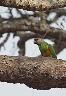 Parrot Prints: Senegal Parrot (Poicephalus senegalus versteri) adult