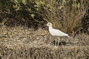 Senegal Thick-knee (Burhinus senegalensis) adult, leucistic, standing in mangrove swamp, Gambia, February