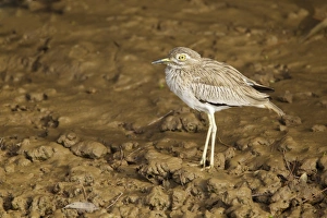 Senegal Thick-knee (Burhinus senegalensis) adult, standing on mud, Gambia, February