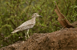 Senegal Thick-knee (Burhinus senegalensis) adult, standing on riverbank, Niokolo-Koba, Senegal, february