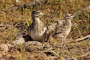 Parent Prints: Senegal Thick-knee (Burhinus senegalensis) adult with two chicks