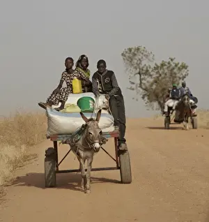 Rides Prints: Senegalese children riding donkey pulled cart along road to nearby market
