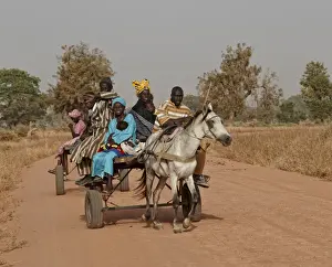 Women Prints: Senegalese family riding horse pulled cart to nearby market