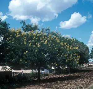 Fabaceae Prints: Senna spectabilis is a plant species of the legume family (Fabaceae) in the subfamily Caesalpinioideae