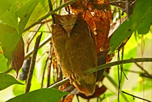 Scops Owl Prints: Serendib Scops-owl (Otus thilohoffmanni) adult