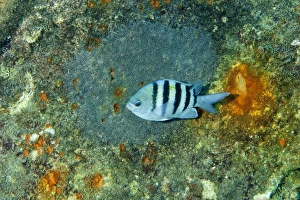 Guards Prints: Sergeant Major (Abudefduf saxatilis) adult female