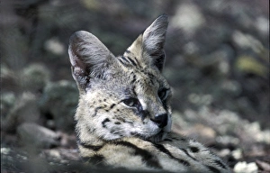 Serval Prints: Serval (Leptailurus serval) Close-up of head