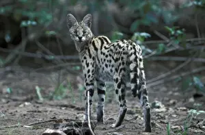 Serval (Leptailurus serval) Close-up / standing / Kenya