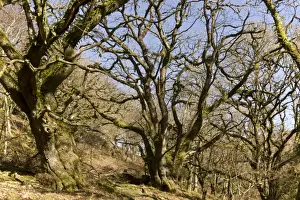Oaks Prints: Sessile Oak (Quercus petraea) ancient pollards in woodland habitat