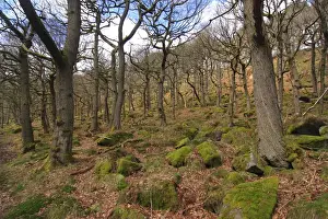 Sessile Oak (Quercus petraea) ancient woodland habitat, Padley Gorge, Dark Peak, Peak District N. P