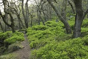 Sessile Oak (Quercus petraea) ancient woodland habitat, with Bilberry (Vaccinium myrtillus) understory, Padley Gorge