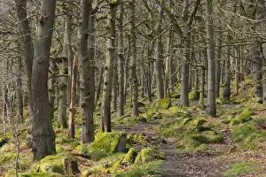 Sessile Oak (Quercus petraea) ancient woodland habitat with pathway, Padley Gorge, Dark Peak, Peak District N. P