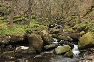 Deciduous Prints: Sessile Oak (Quercus petraea) ancient woodland habitat with stream cascading over rocks