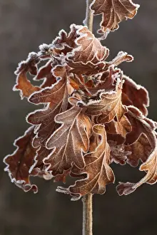 Oaks Prints: Sessile Oak (Quercus petraea) close-up of frost covered retained leaves on young oak