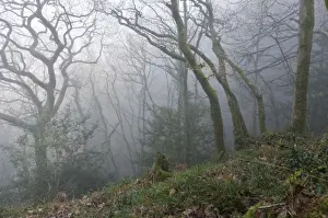 Oaks Prints: Sessile Oak (Quercus petraea) coppiced woodland habitat in mist at dawn