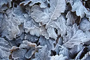 Quercus Prints: Sessile Oak (Quercus petraea) frost covered fallen leaves, Powys, Wales, november