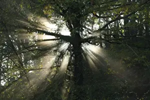 Quercus Prints: Sessile Oak (Quercus petraea) sunlight behind trunk in woodland, Powys, Wales, october