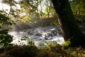 Sessile Oak (Quercus petraea) trunk, growing on riverbank beside fast-flowing river, upper River Severn