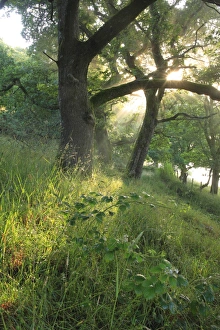 Oaks Prints: Sessile Oak (Quercus petraea) woodland habitat, Powys, Wales, july