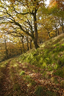 Sessile Oak (Quercus petraea) woodland habitat, growing on slope beside track, Powys, Wales, november