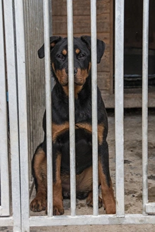 Outdoor Prints: Seven month old Rottweiler in outdoor kennel