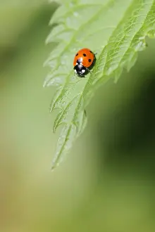 Seven-spot Ladybird (Coccinella septempunctata) adult, resting on Stinging Nettle (Urtica dioica) leaf, Staffordshire