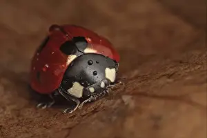 Seven-spot Ladybird (Coccinella septempunctata) adult, covered with water droplets, resting on fallen leaf, Leicestershire, England, february