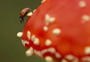 Seven-spot Ladybird (Coccinella septempunctata) adult, standing on Fly Agaric (Amanita muscaria), Sheffield, South Yorkshire, England, september