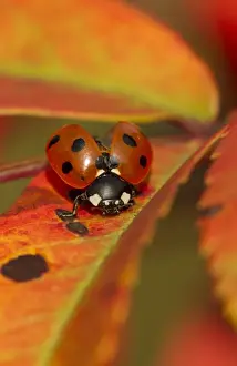 Seven-spot Ladybird (Coccinella septempunctata) adult, opening wing cases, on Rowan (Sorbus aucuparia) leaf in autumn colour, Sheffield, South Yorkshire, England, september