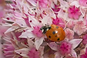 Seven-spot Ladybird (Coccinella septempunctata) adult, on flowers in garden, Warwickshire, England, september