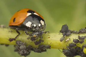 Seven-spot Ladybird (Coccinella septempunctata) adult, feeding on Black Bean Aphid (Aphis fabae) prey, Essex, England