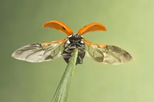 Seven-spot Ladybird (Coccinella septempunctata) adult, opening wings, taking off from daffodil leaf, Leicestershire