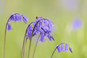 Seven-spot Ladybird (Coccinella septempunctata) adult, on Bluebell (Endymion non-scriptus) flower in churchyard, St