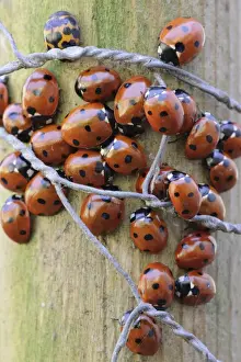 Seven-spot Ladybird (Coccinella septempunctata) adults, group gathered together on fencepost, Admaston, Staffordshire