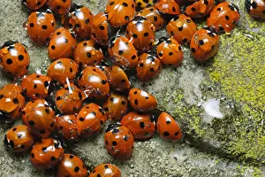 Seven-spot Ladybird (Coccinella septempunctata) adults, group gathered together on gravestone in churchyard