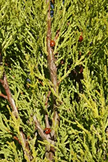 Seven-spot Ladybird (Coccinella septempunctata) three adults, emerging from hibernation during sunshine after