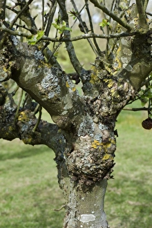 Malus Prints: Severe cankers on an old but productive apple tree