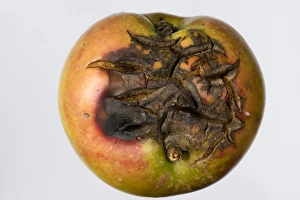 Malus Prints: Severe cracking on an apple fruit in dry weather